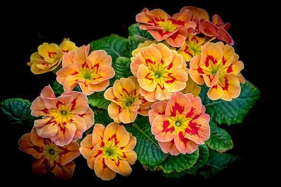 Spring Flowers