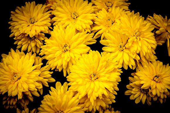 Spring Flowers