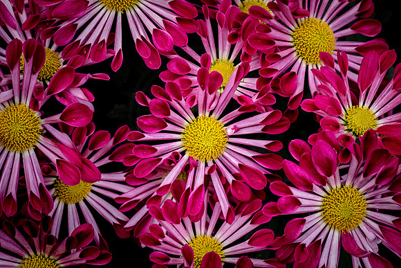 Spring Flowers