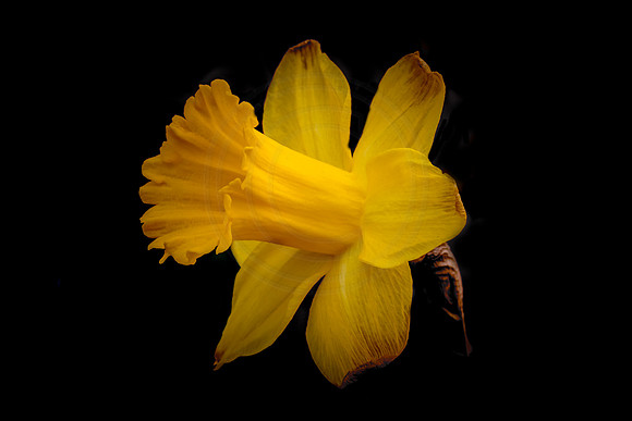Spring Flower