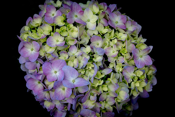 Spring Flowers