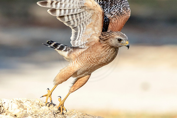 Red Shouldered Hawk in Florida