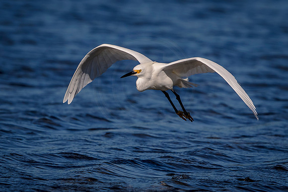 Snowy Egret in Flight