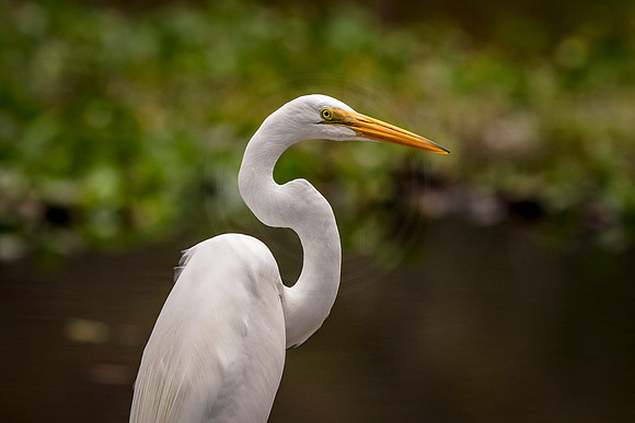 Great White Egret