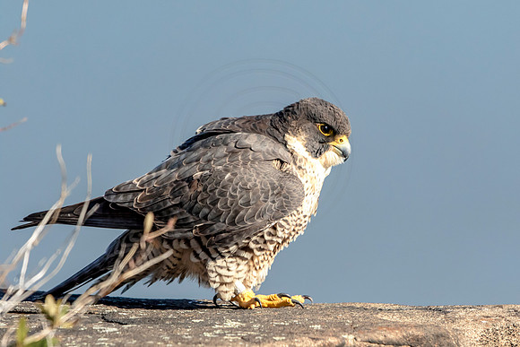 Peregrine Falcon at State Line Lookout