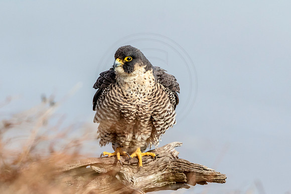 Peregrine Falcon at State Line Lookout