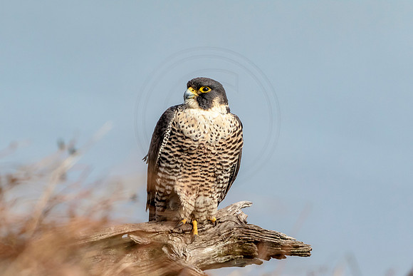 Peregrine Falcon at State Line Lookout