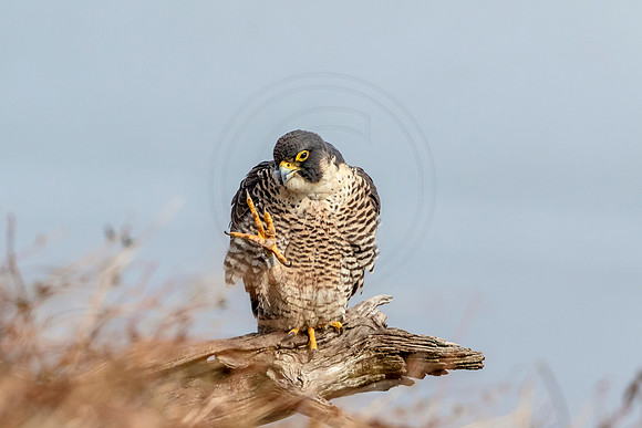 Peregrine Falcon at State Line Lookout