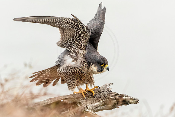 Peregrine Falcon at State Line Lookout