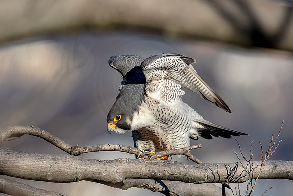 Peregrine Falcon at State Line Lookout