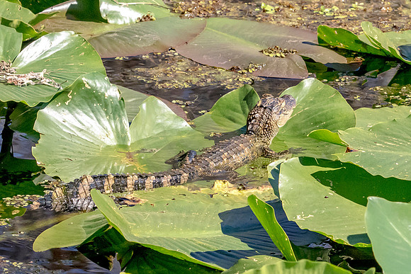 Alligator at John Chestnut Senior Park