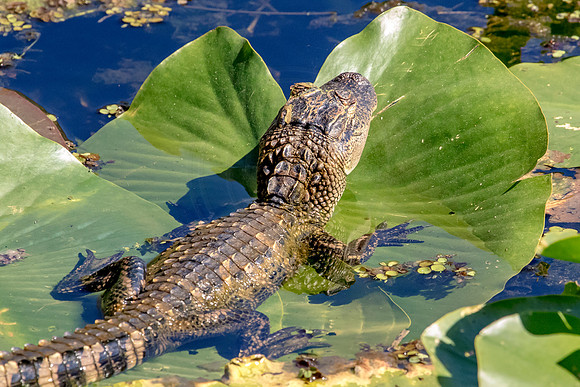 Alligator at John Chestnut Senior Park