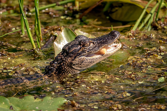 Alligator at John Chestnut Senior Park