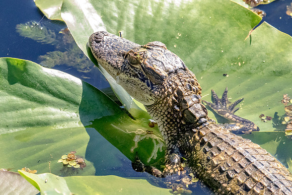 Alligator at John Chestnut Senior Park