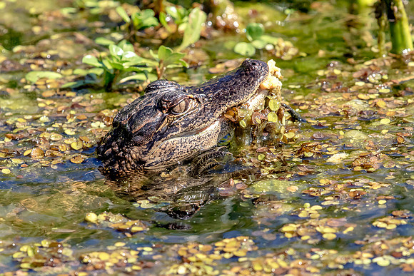 Alligator at John Chestnut Senior Park