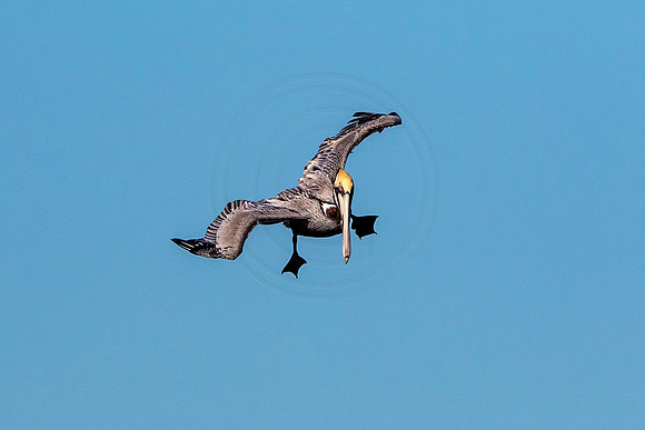 Pelican at Fort De Soto Park