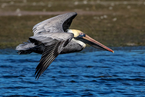 Pelican at Fort De Soto Park