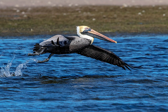 Pelican at Fort De Soto Park