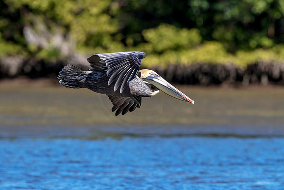 Pelican at Fort De Soto Park