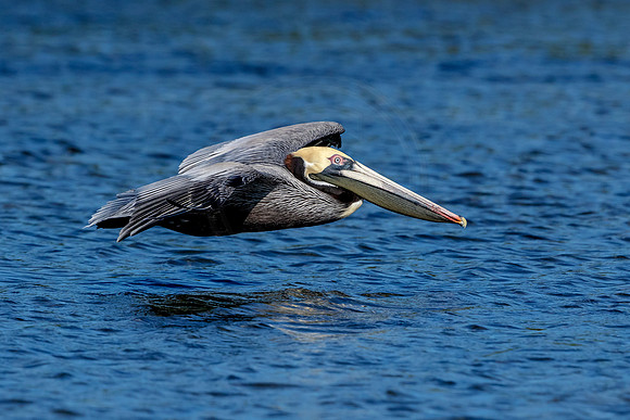 Pelican at Fort De Soto Park