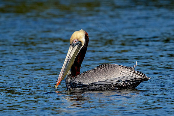 Pelican at Fort De Soto Park