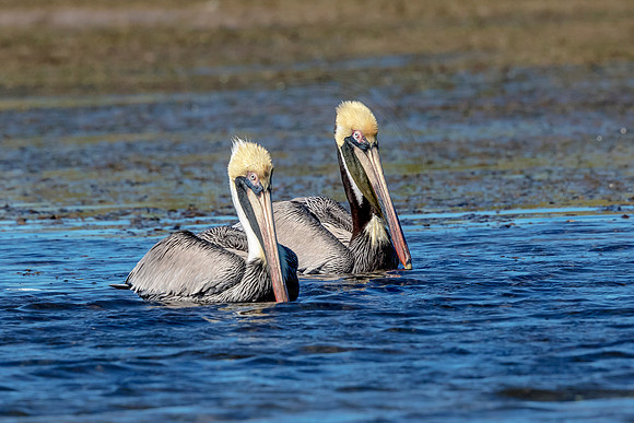 Pelican at Fort De Soto Park