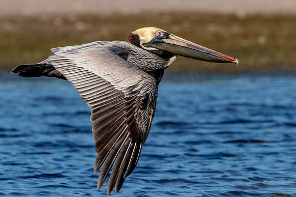 Pelican at Fort De Soto Park