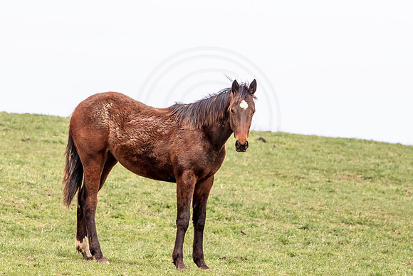 Horse at Blue Chip Farms