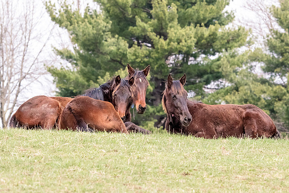 Horse at Blue Chip Farms