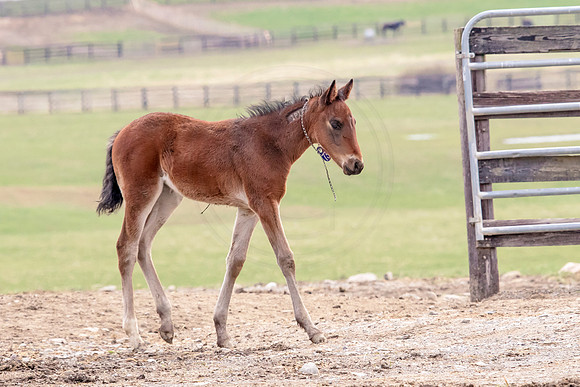 Horse at Blue Chip Farms