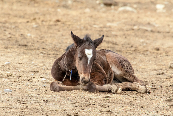 Horse at Blue Chip Farms