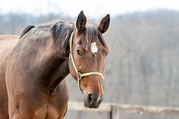 Horse at Blue Chip Farms