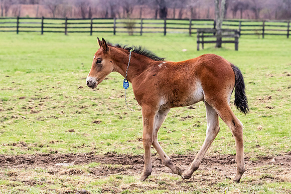 Horse at Blue Chip Farms