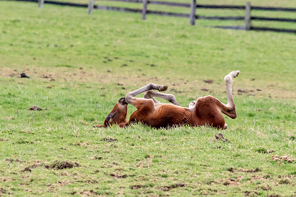Horse at Blue Chip Farms