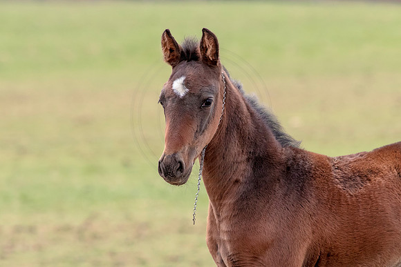Horse at Blue Chip Farms