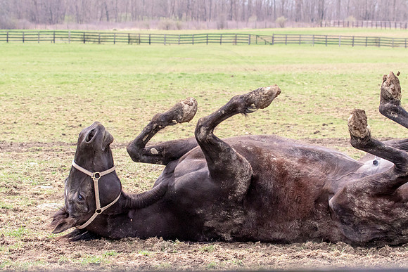 Horse at Blue Chip Farms