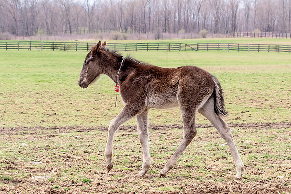 Horse at Blue Chip Farms