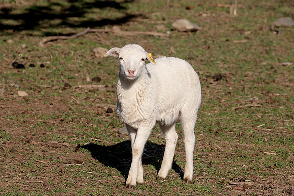 Sheep in Millbrook, NY
