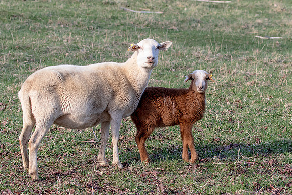 Sheep in Millbrook, NY