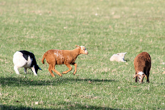 Sheep in Millbrook, NY