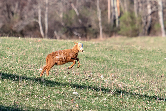 Sheep in Millbrook, NY