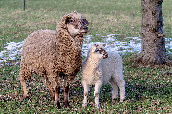 Sheep in Millbrook, NY