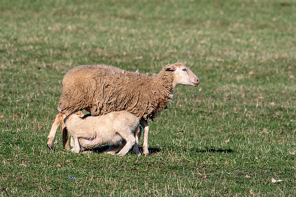Sheep in Millbrook, NY