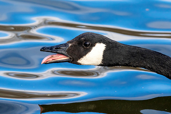 Canadian Goose