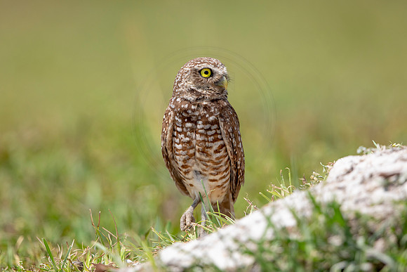 668 burrowing owl (6F3A1008) April 17, 2021
