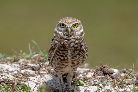 786 burrowing owl (6F3A1701) April 17, 2021