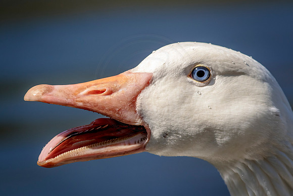 White Canadian Goose