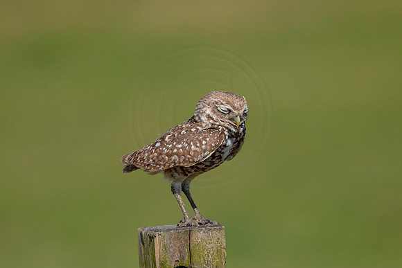 950 burrowing owl (6F3A2709) April 17, 2021