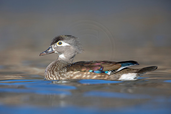 230 wood duck (AF3A3620) March 13, 2021