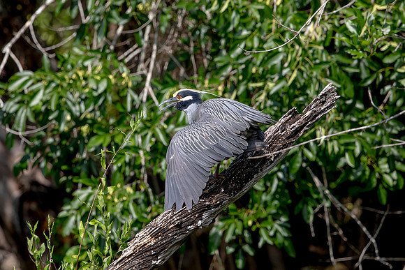 548 night heron (6F3A9720) April 16, 2021